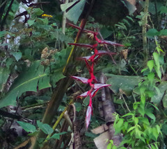 Heliconia griggsiana