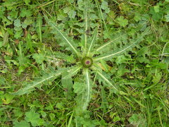 Cirsium rhizocephalum
