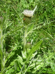 Cirsium rhizocephalum