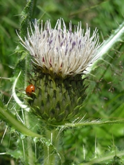 Cirsium rhizocephalum