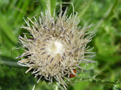 Cirsium rhizocephalum