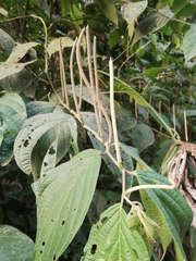 Piperales