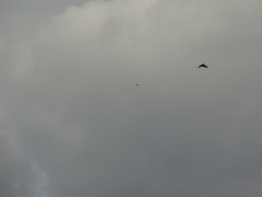 Corvus brachyrhynchos caurinus