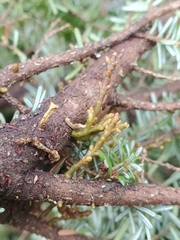 Arceuthobium tsugense