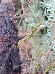 Arceuthobium tsugense