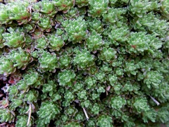 Saxifraga erioblasta