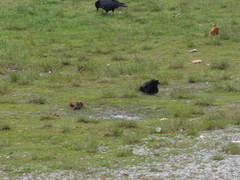 Corvus brachyrhynchos caurinus