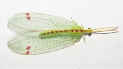 Norfolius howensis