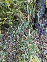 Phyllostachys aureosulcata