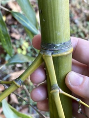 Phyllostachys aureosulcata