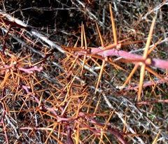 Berberis hispanica