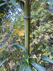 Phyllostachys aureosulcata