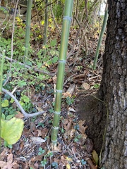 Phyllostachys aureosulcata