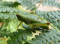 Odontopodisma schmidtii