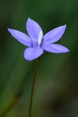 Wahlenbergia graniticola