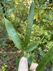 Phyllostachys aureosulcata
