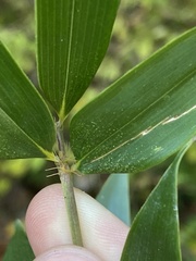 Phyllostachys aureosulcata
