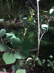 Pedicularis bracteosa