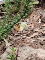 Chloanthes stoechadis