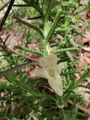 Chloanthes stoechadis