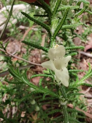 Chloanthes stoechadis