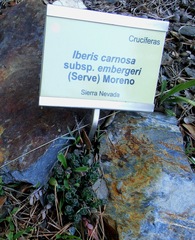 Iberis carnosa embergeri
