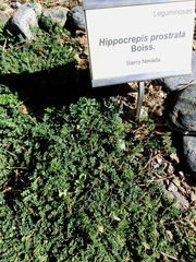 Hippocrepis prostrata