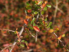 Cotoneaster × suecicus