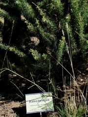 Adenocarpus decorticans