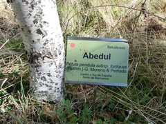 Betula pendula fontqueri
