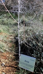 Acer granatense