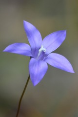 Wahlenbergia graniticola