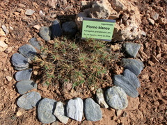 Astragalus granatensis