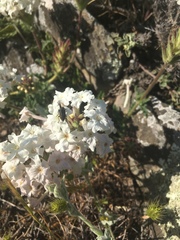 Glandularia platensis