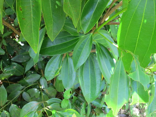 Cinnamomum verum image