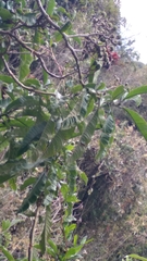 Tournefortia fuliginosa