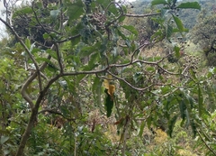 Tournefortia fuliginosa