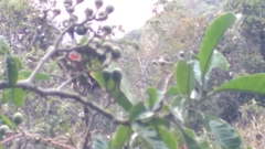 Tournefortia fuliginosa