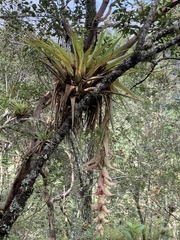 Tillandsia eizii