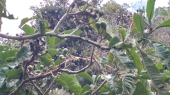 Tournefortia fuliginosa