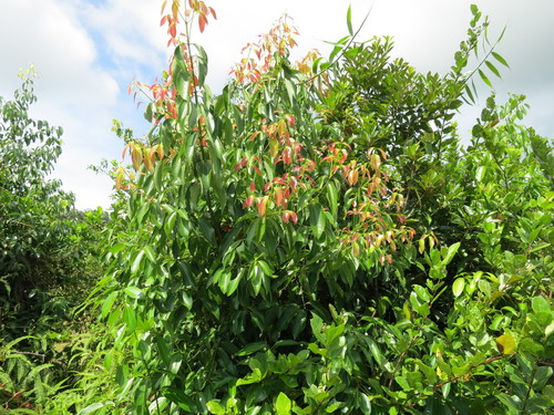 Cinnamomum verum image