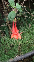 Fuchsia