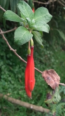 Fuchsia