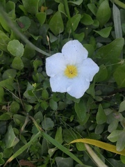 Nierembergia rivularis