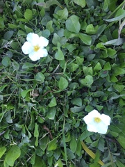 Nierembergia rivularis