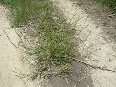 Eragrostis sarmentosa