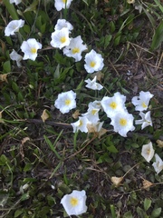 Nierembergia rivularis