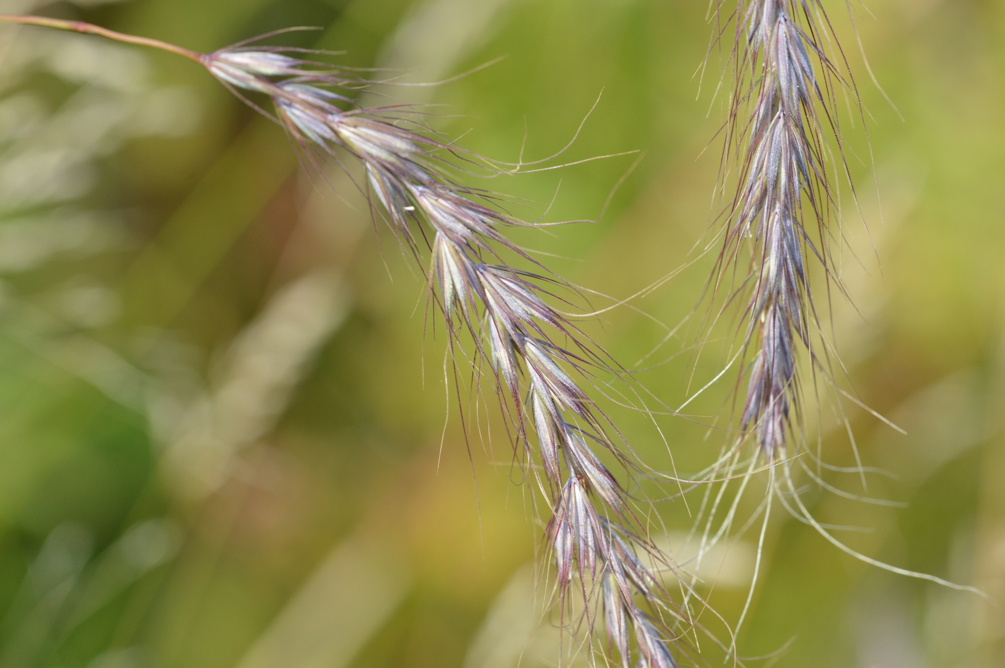 Elymus diversiglumis