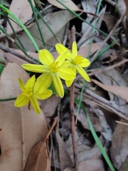 Tricoryne simplex