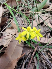 Tricoryne simplex
